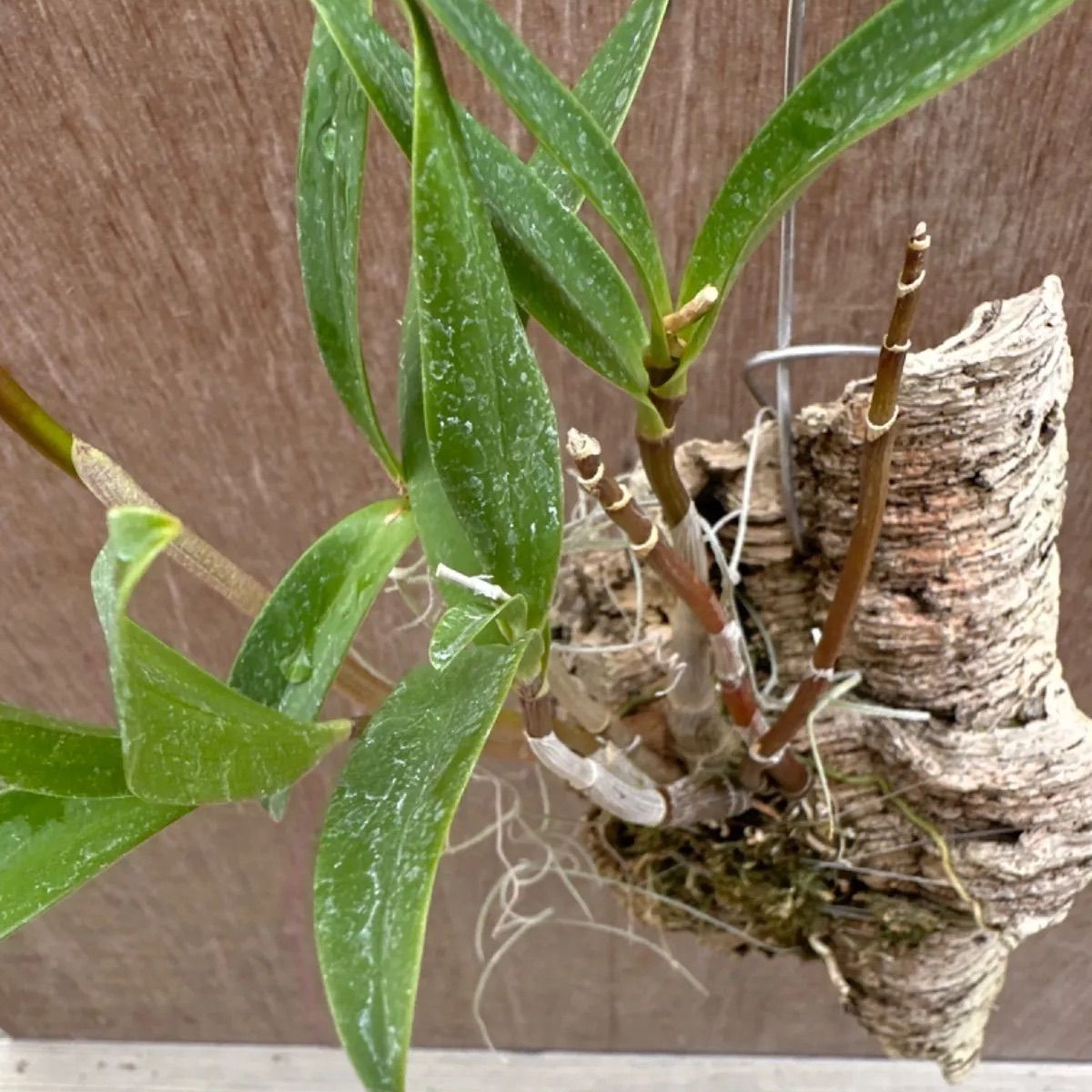 着生ラン 品種不明③ 現品 観葉植物 観葉 植物 珍奇植物 珍奇 珍しい 