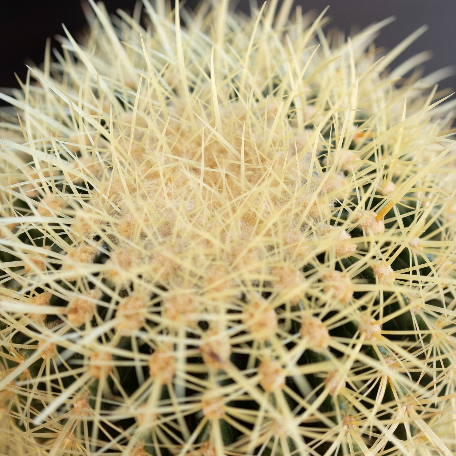 SALE キンシャチ　サボテン　⭐︎金鯱8号 楽天市場】サボテン 金鯱 キンシャチ 8号 ナーセリーポット