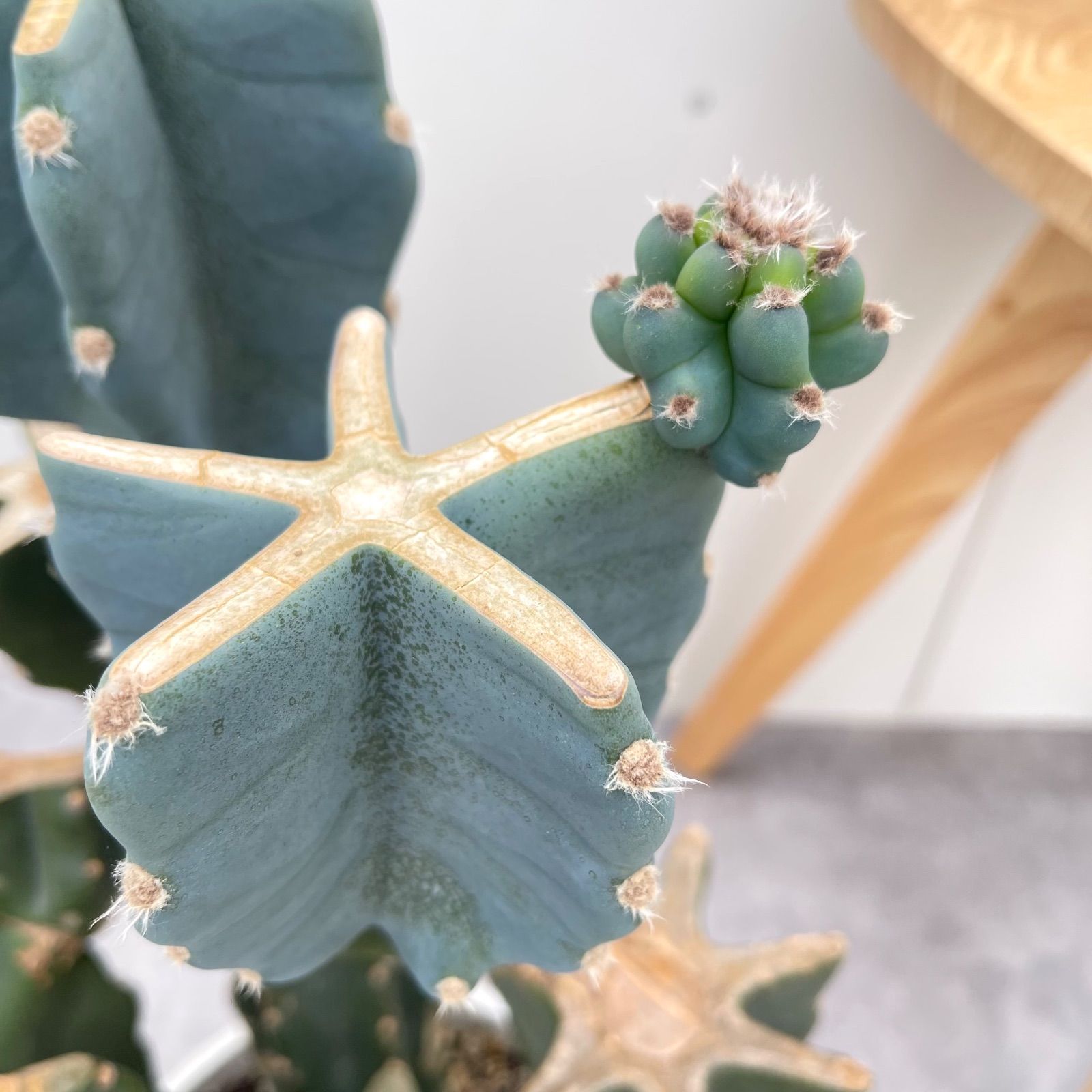 柱サボテン ブランチ 7 現品 観葉植物 室内 ドライガーデン 大型 YUZUMIYA_COM