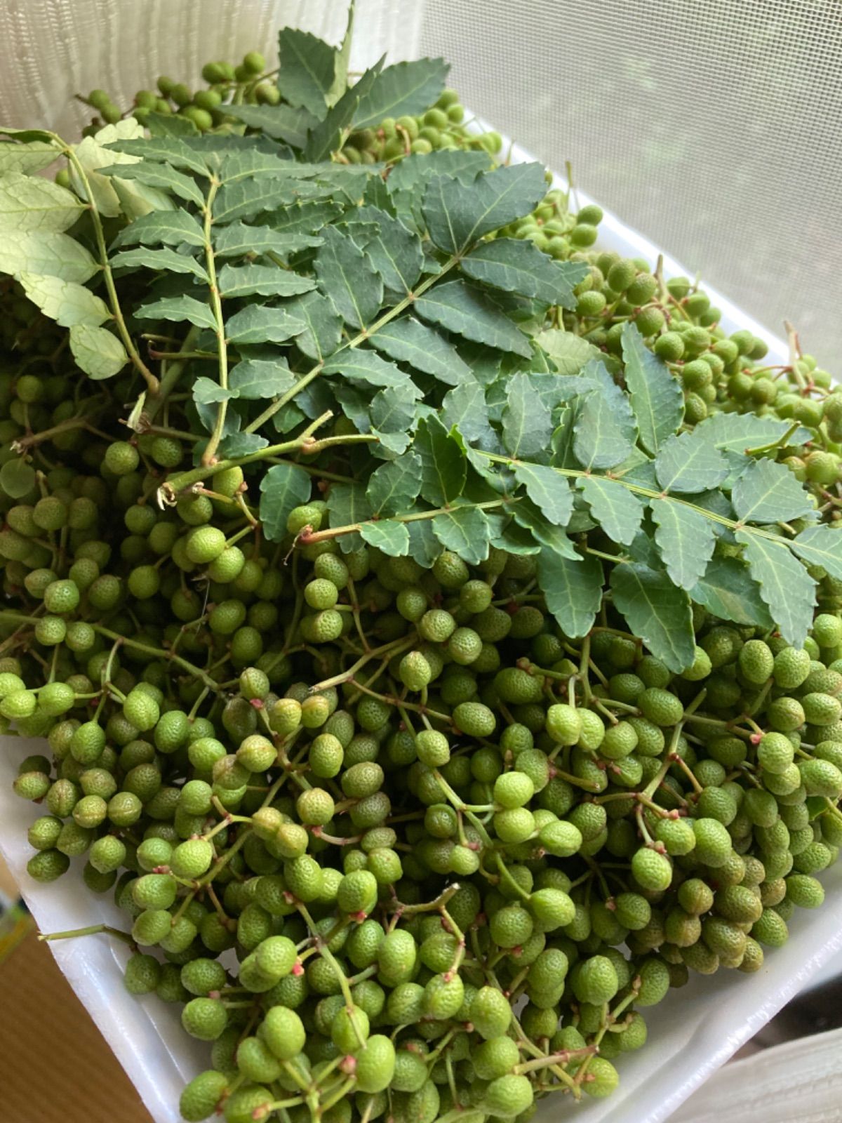 5月中旬発送】無農薬実山椒 500g クール便 - メルカリ
