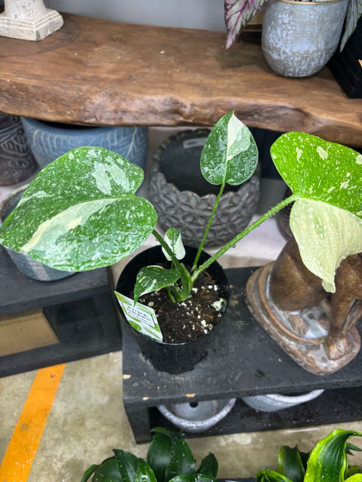 モンステラ デリシオーサ ホワイトモンスター 斑入り は*ぴ様 ホワイトモンスター 天津蘭 斑入りモンステラ 004 斑入り