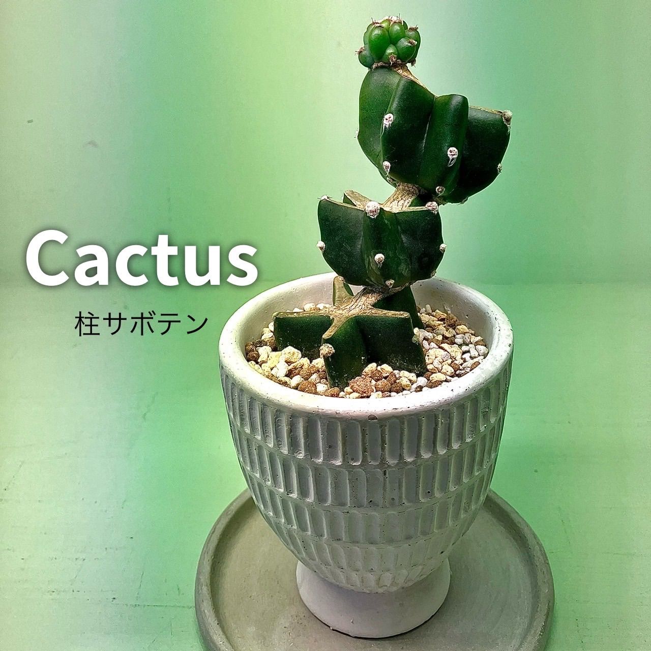 多肉植物》ミニ柱サボテン 陶器鉢 - メルカリ