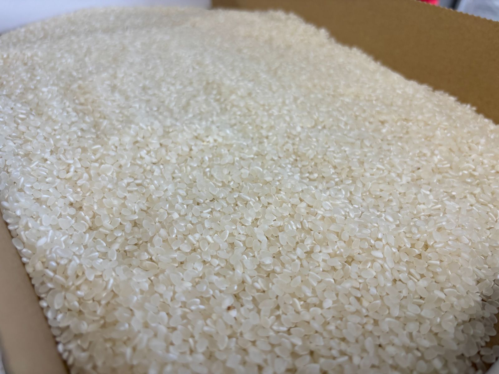 茨城県産 令和7年分 新米 こしひかり 10キロ 【公式通販】