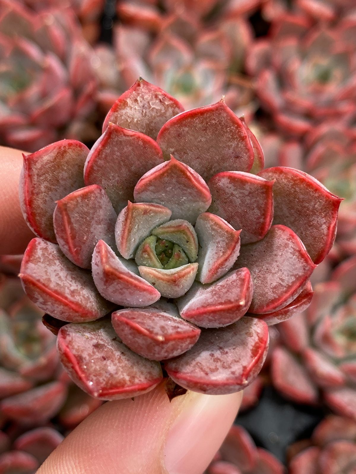 K*Z様 15種類セット K1483×105苗 土付き 詰め合わせ 多肉植物