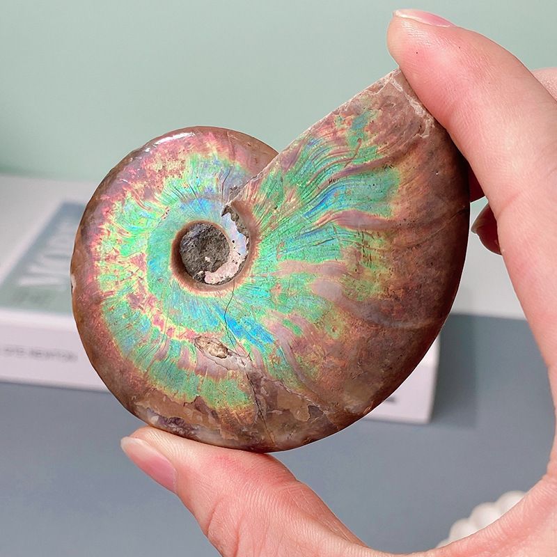 【⭐️紫の虹・古代の軌跡⭐️】茶色 オパールマダガスカル産 アンモナイト 化石 最高品質虹色アンモナイト化石(Ammonite ) マダガスカル 産 ｜石