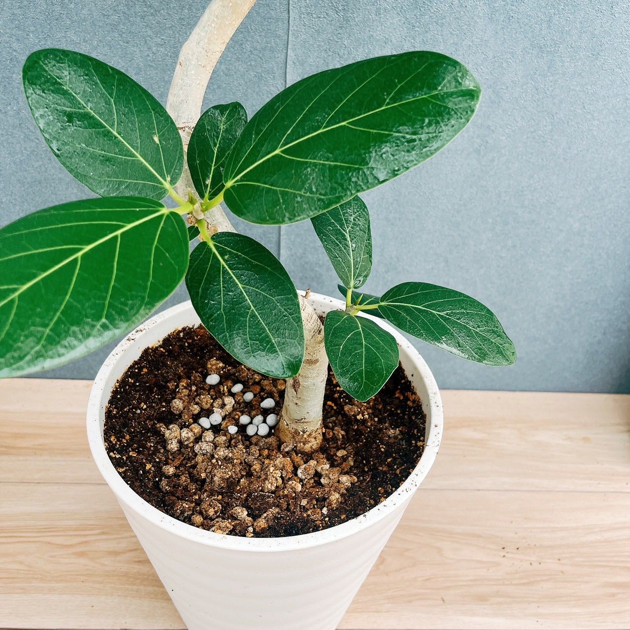 ［現品］☆人気☆ 27番　フィカス　ベンガレンシス　曲がり 8号　観葉　室内 現品］27番 フィカス ベンガレンシス 曲がり 8号 観葉植物 室内 大型