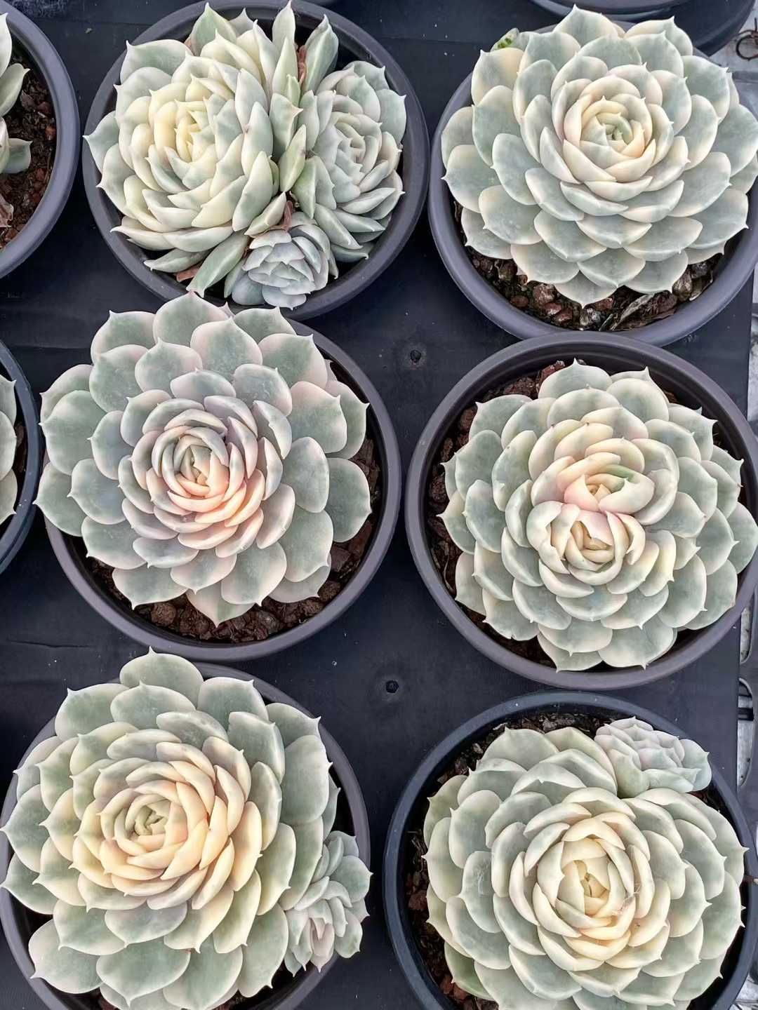 新発売 18株セット アンスノー錦 抜き苗 多肉植物 佐川急便発送