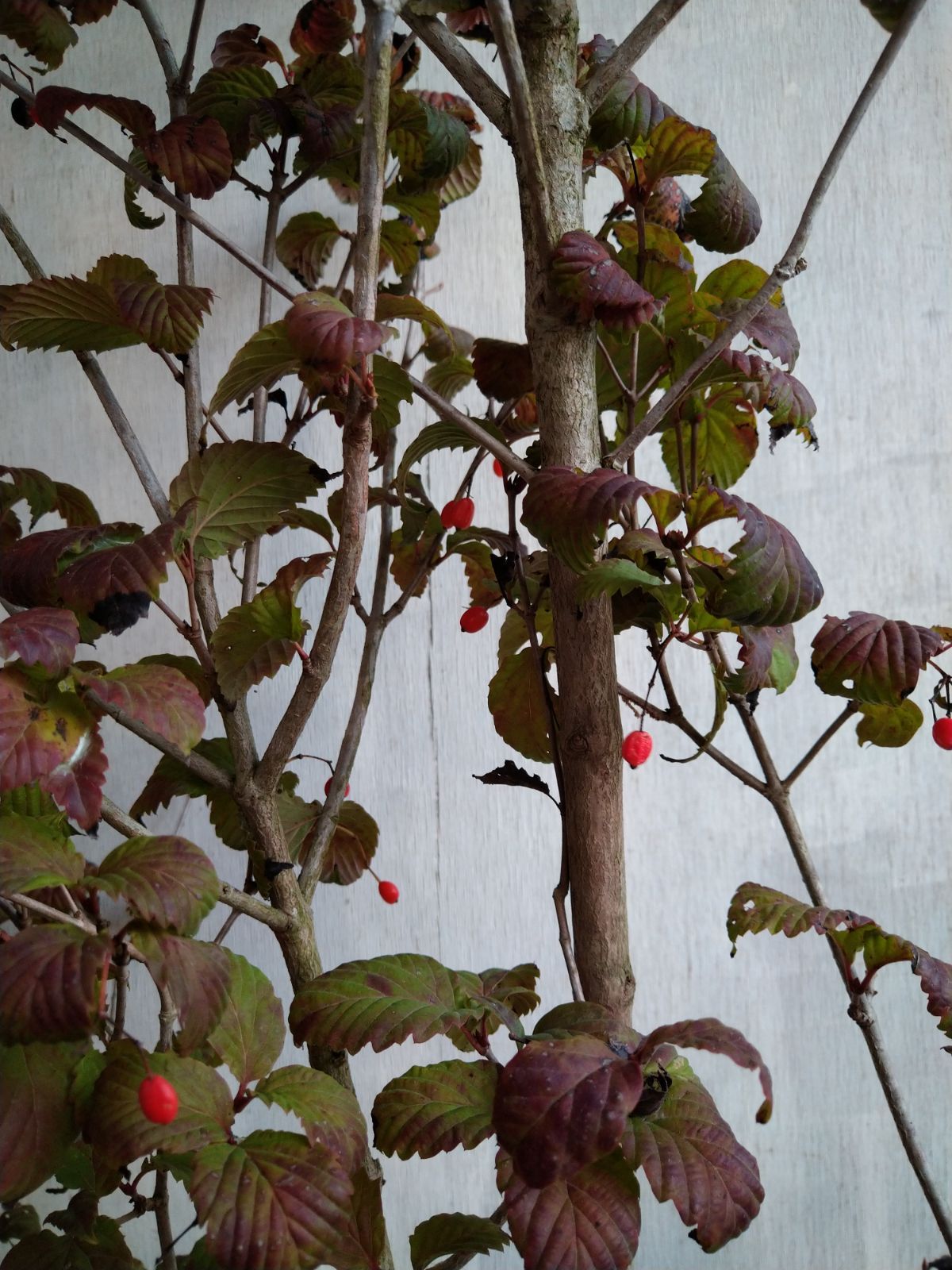 オトコヨウゾメ株立ち① ショップ オトコヨウゾメ株立ち①