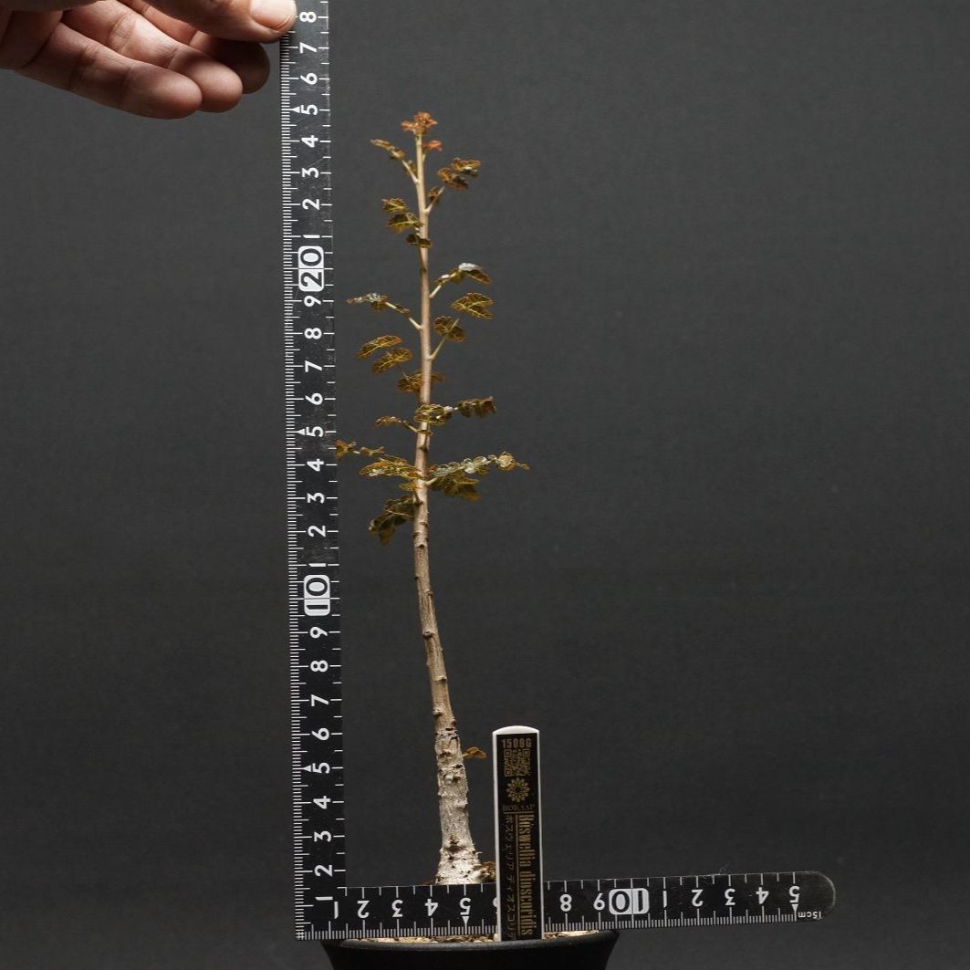 ボスウェリア ディオスコリディス/Boswellia Dioscoridis