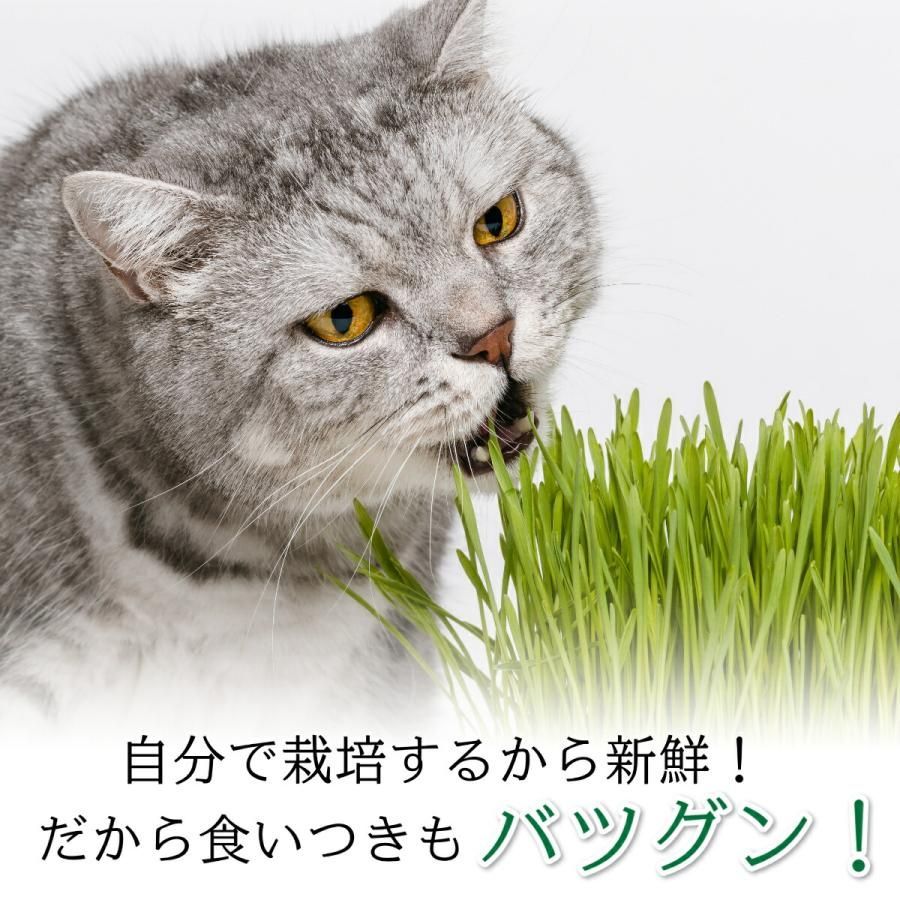 エイムクリエイツ グリーンラボ 犬と猫が好きな草 栽培セット GEEN Labo Dog & Cat GrassSet