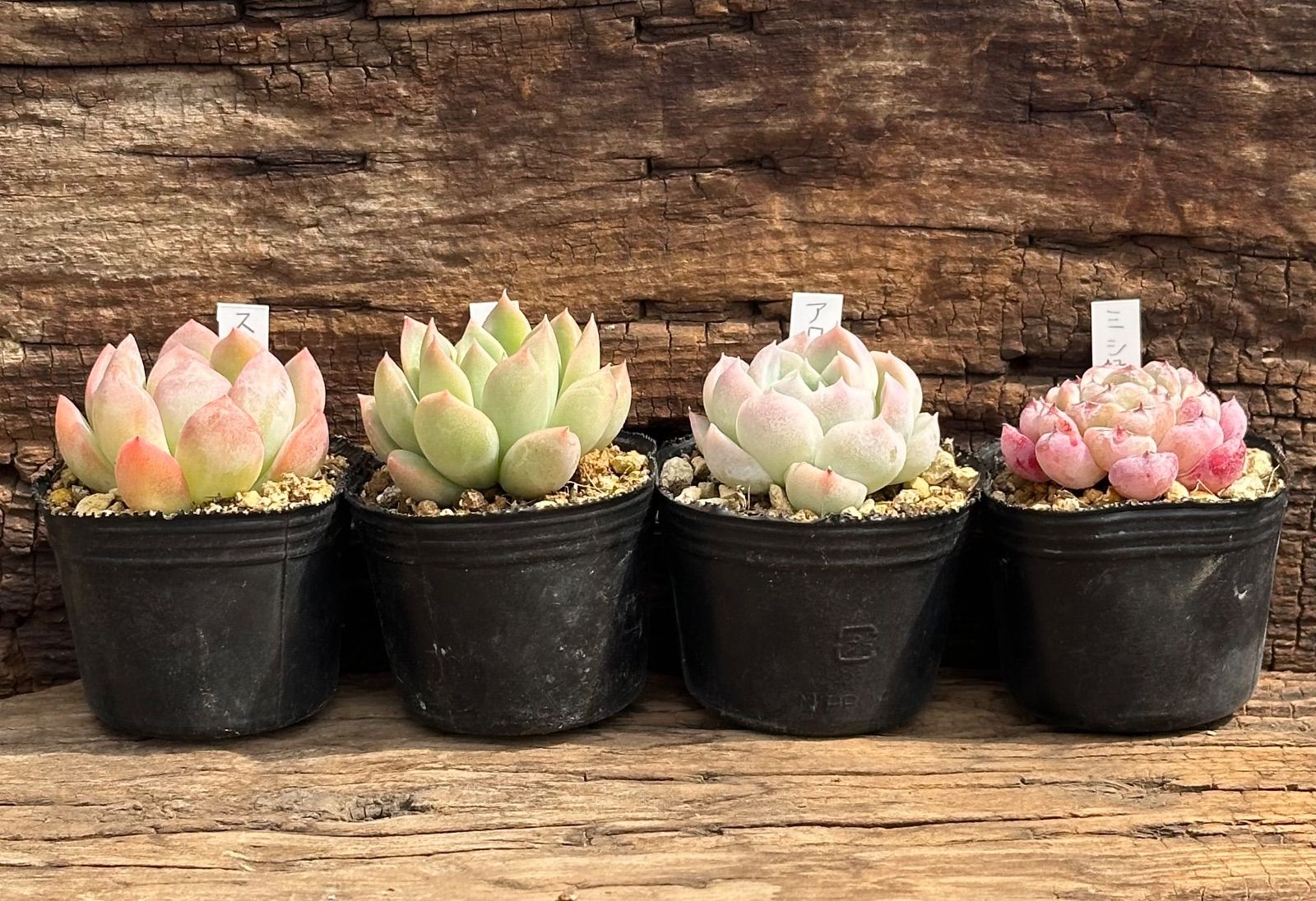 このか様♡専用ページ♡計4点♡多肉植物 SAKAE様専用SORESORE分 | Gardenえん 【観葉熱帯植物・多肉植物】