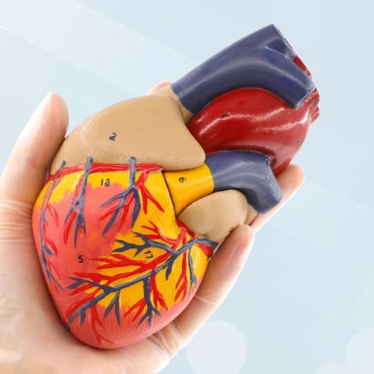 心臓 心臓 模型 心臓モデル 2分解モデル 右心房 左心房 右心室 左心室 弁