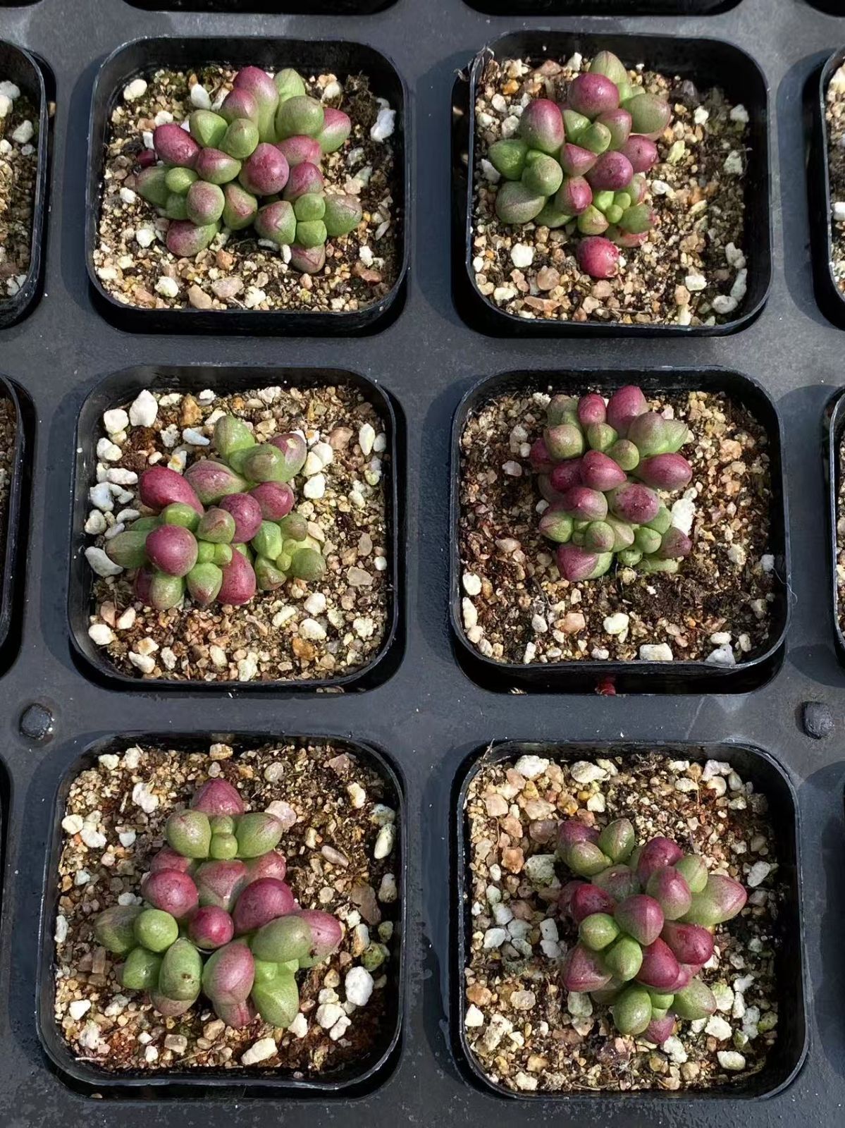 DP556×63鉢 多肉植物