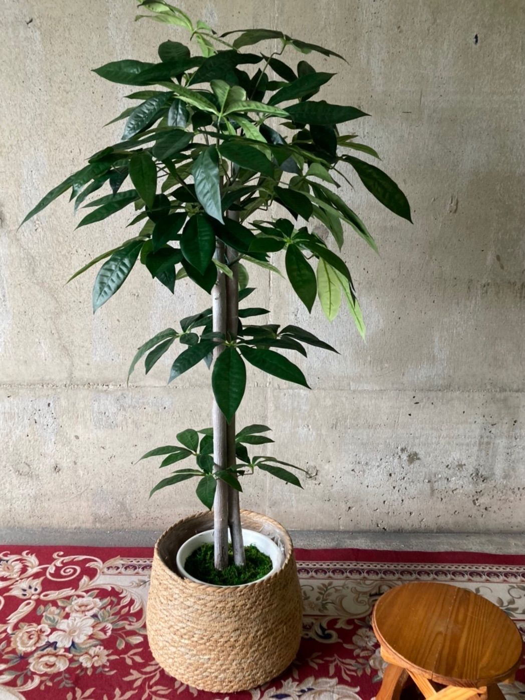 光触媒 人工観葉植物 ウォールグリーン 造花 インテリア759638 - 植物 ...