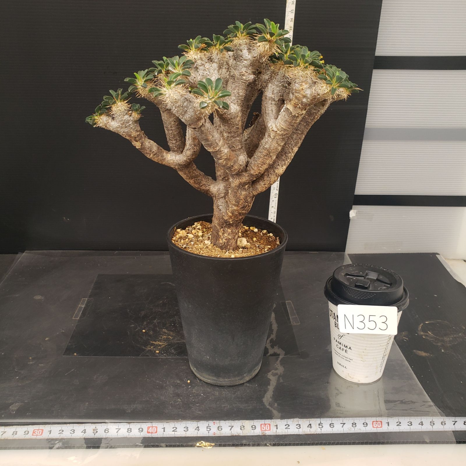 N353【自社養生株】ユーフォルビア ギラウミニアナ（現地球・発