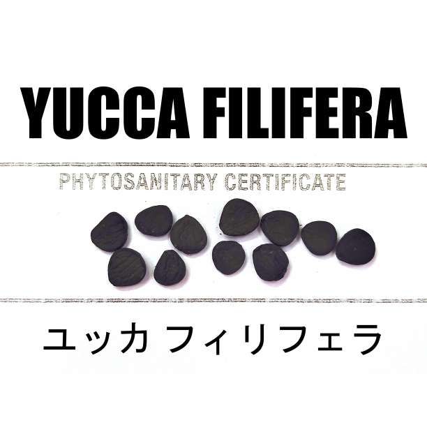 入荷 200粒 ユッカ フィリフェラ 種 種子 証明書あり