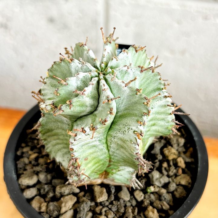 メルカリ便発送☆多肉植物 ユーフォルビア ホリダ 達磨白虎ハイブリッド 多肉植物】現品 白衣 ユーフォルビア ホリダ 3号 プラ鉢 ビザール