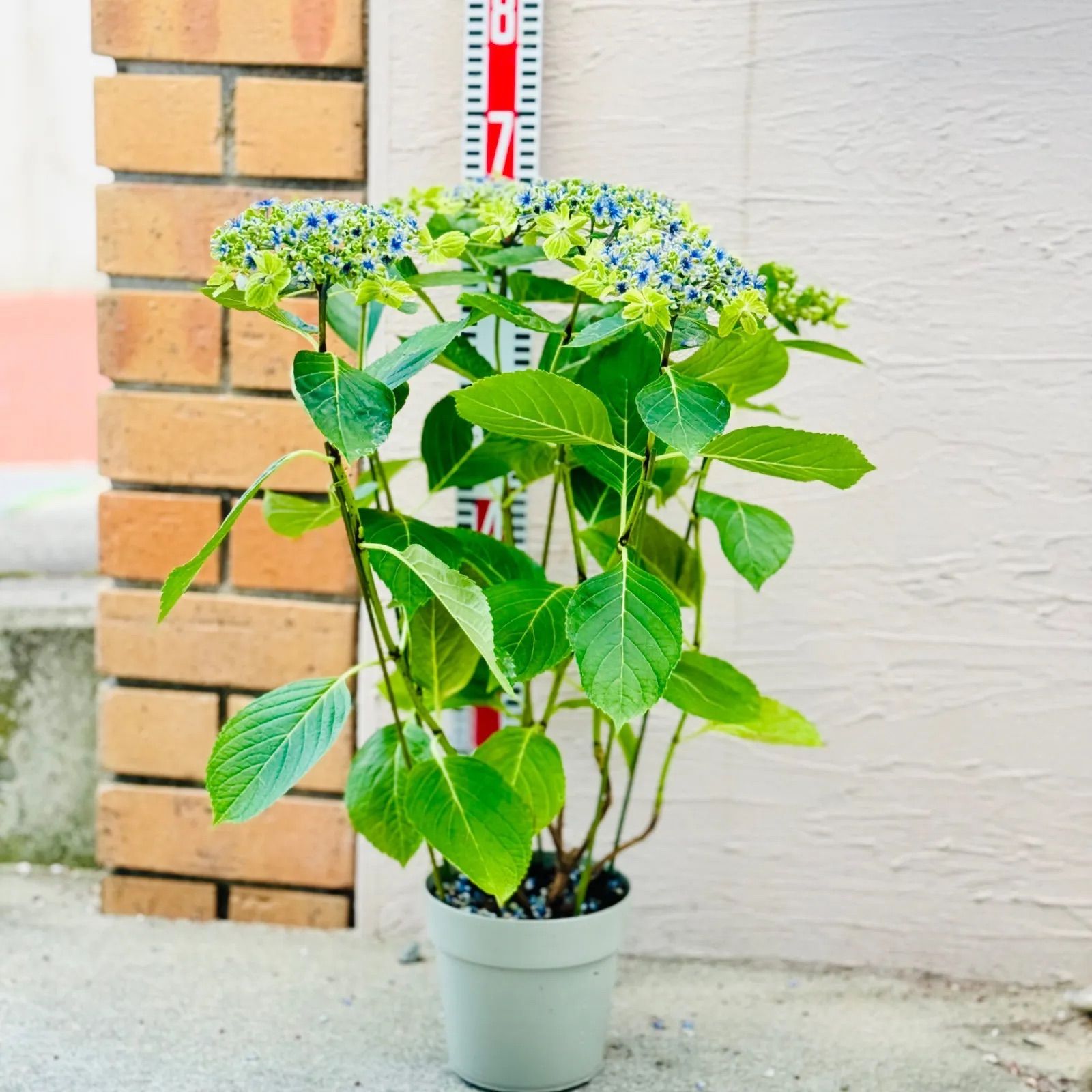 紫陽花 大島緑花 SALE品 （5号鉢）レア品種 ガクアジサイ 紫陽花 鉢花 アジサイ 伊豆大島で発見された珍しい紫陽花