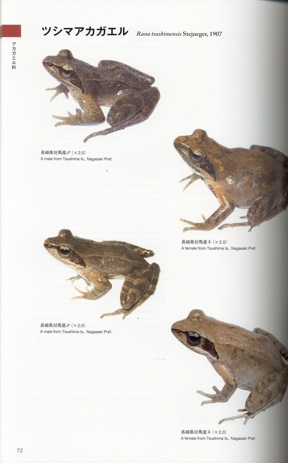 日本カエル図鑑 日本産カエル大鑑 | 松井 正文, 前田 憲男 |本 | 通販