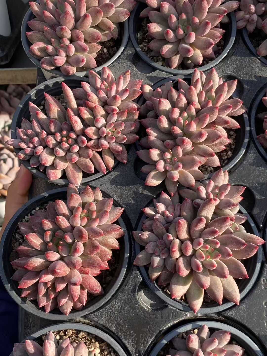 佐川急便発送 エケベリア