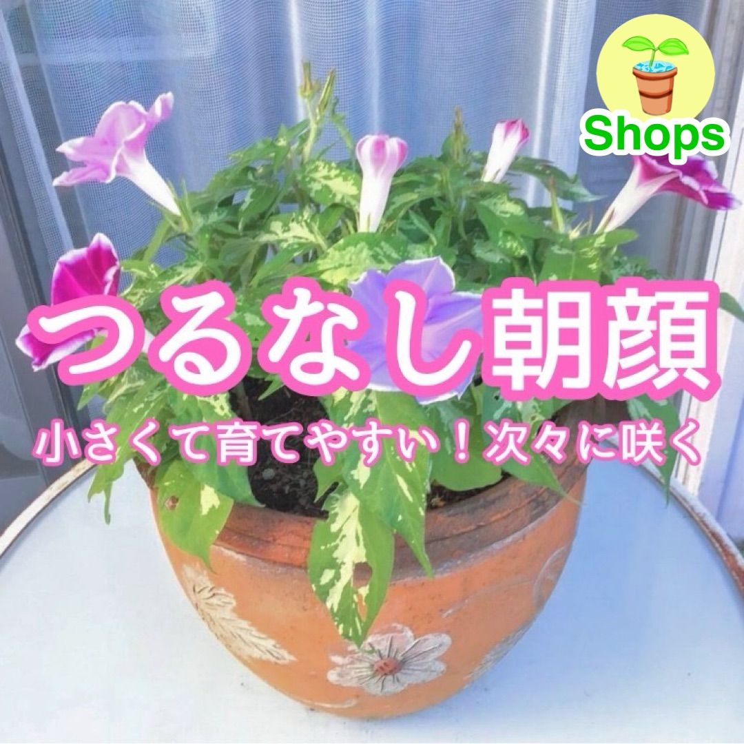 朝顔の種 3種類ミックス 朝顔の種 3種類ミックス 花