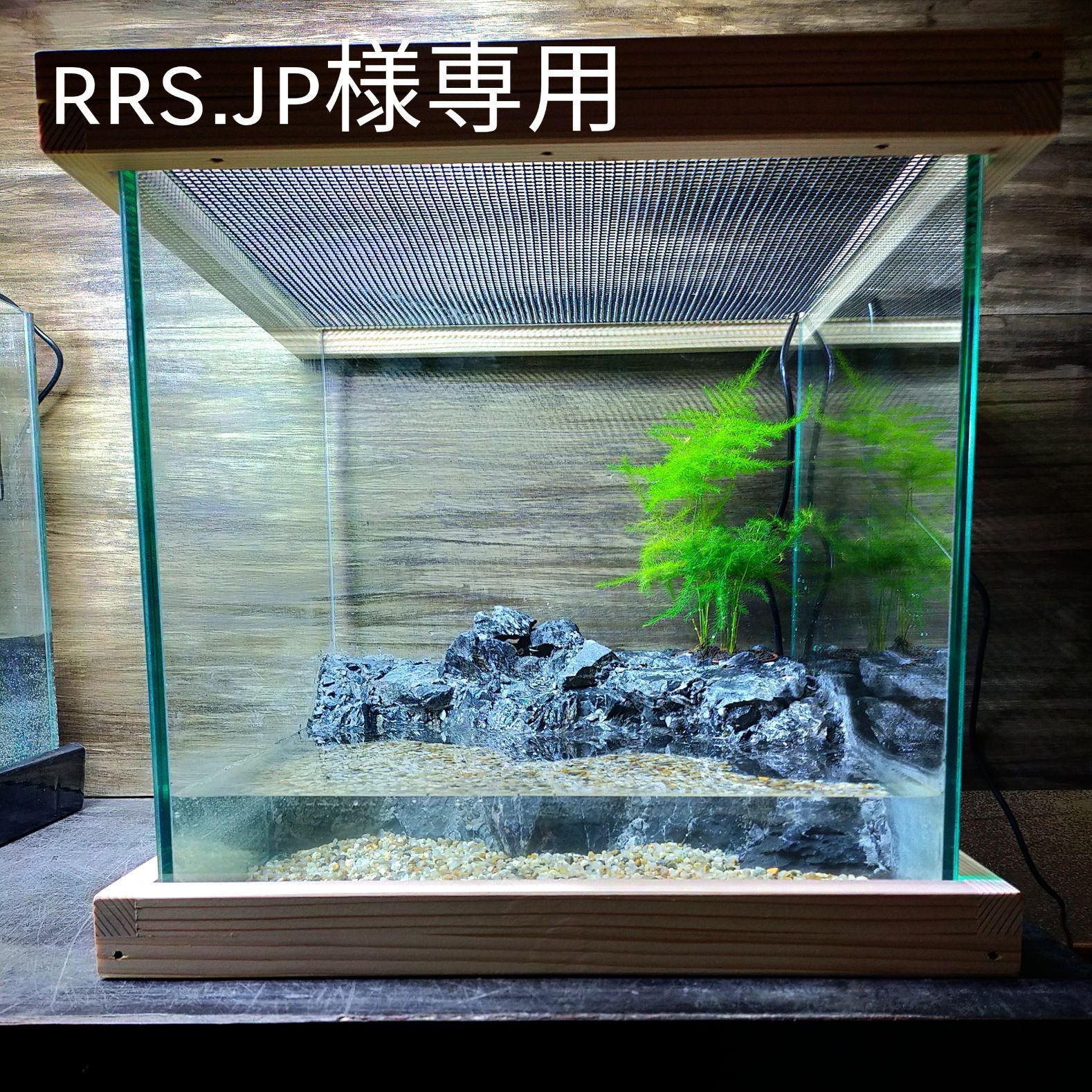 小川が流れるイモリウム　60センチ hq720.jpg?sqp=-