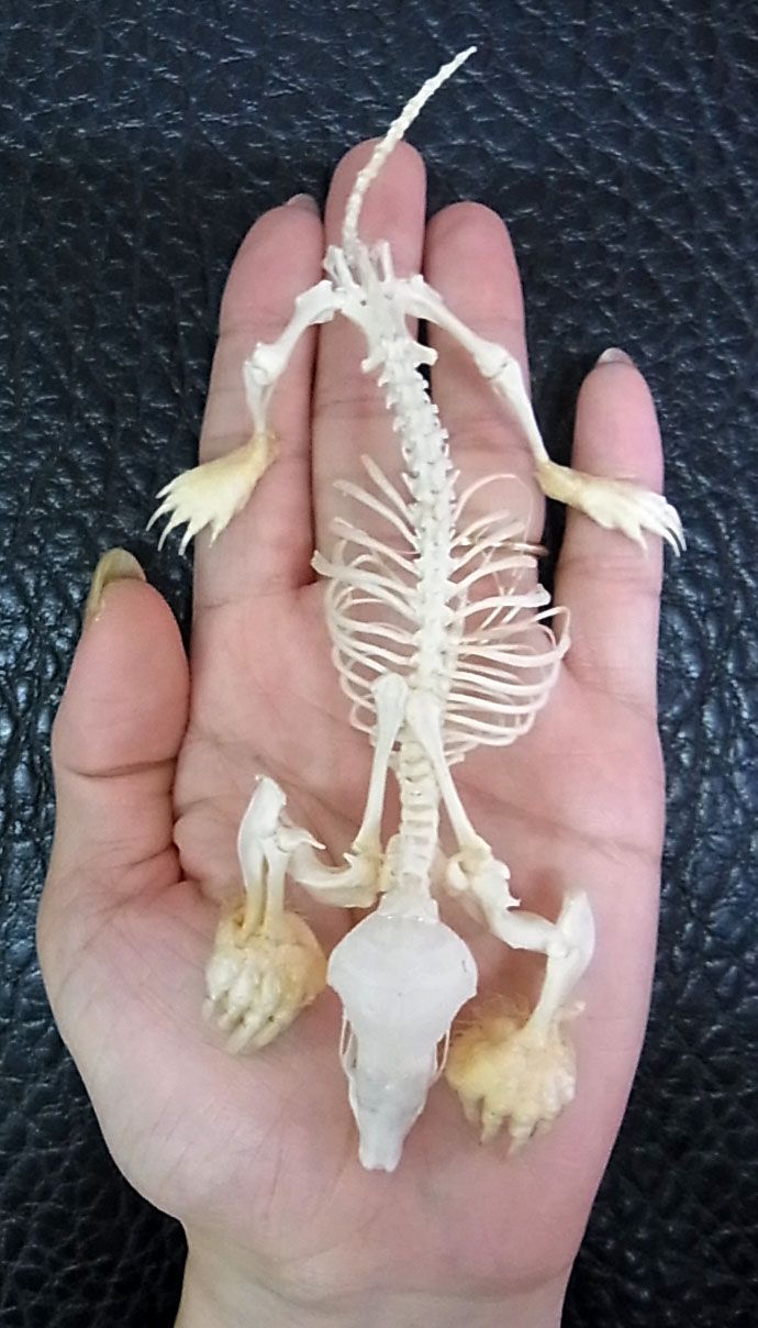 即納！ 高品質 ヨーロッパモグラ（Northern Mole）全身骨格標本