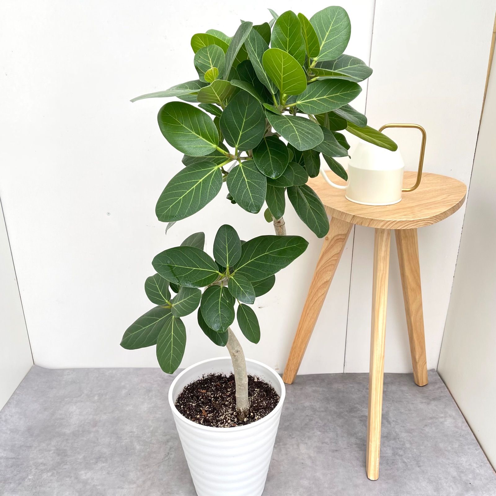 ベンガレンシス