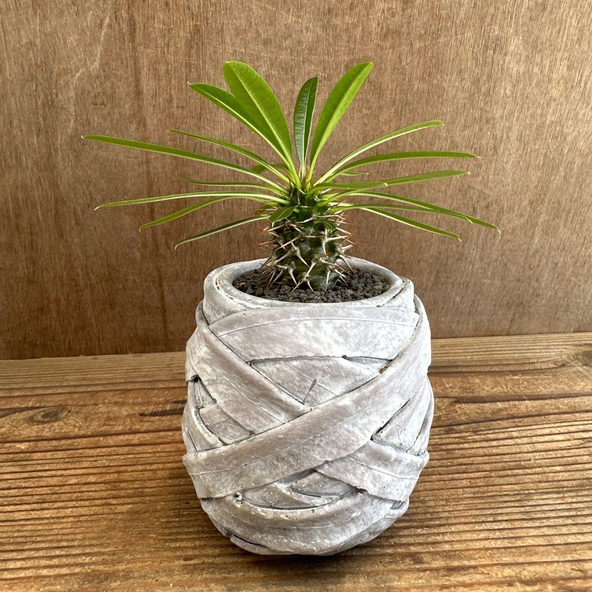 パキポディウム ラメリー ③ 現品 Pachypodhium lamerei パキポジウム 