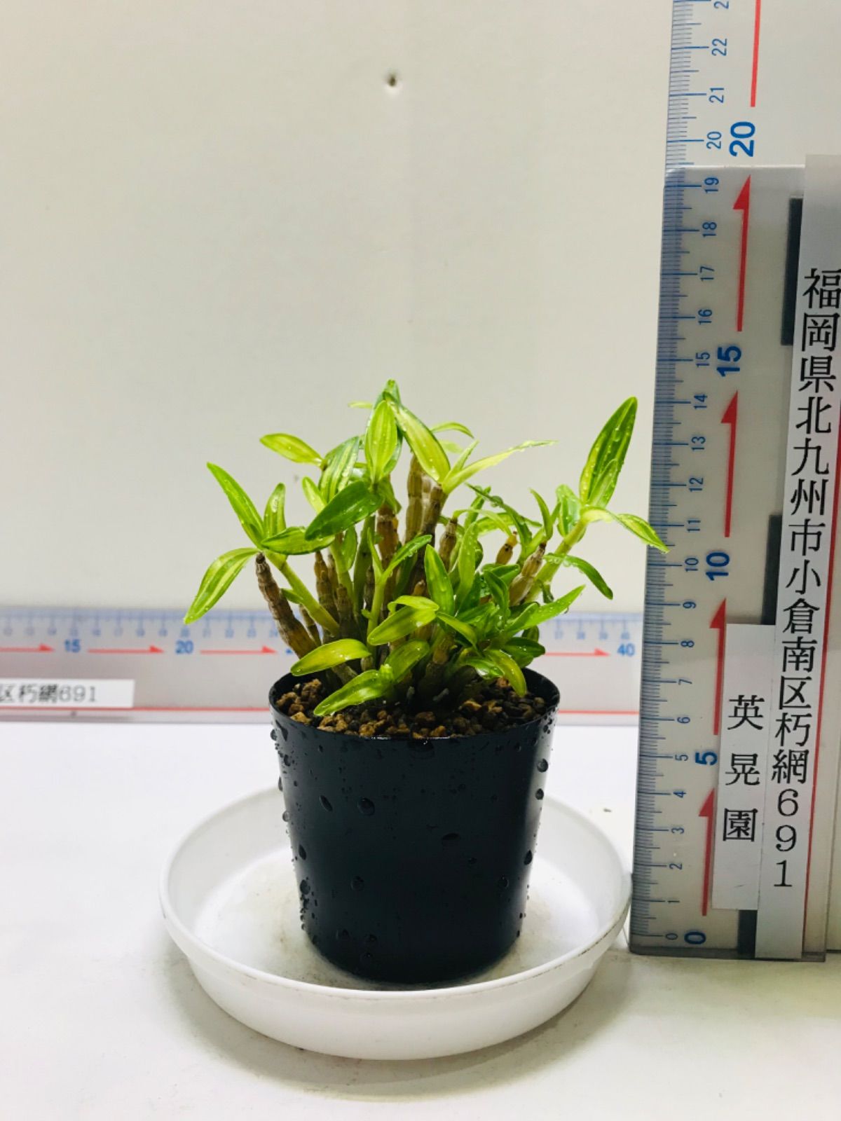 南州達磨　キバナノセッコク　長生蘭　山野草　富貴蘭　フウラン　ナゴラン　風蘭　花 南州達磨 キバナノセッコク 長生蘭 山野草 富貴蘭 フウラン