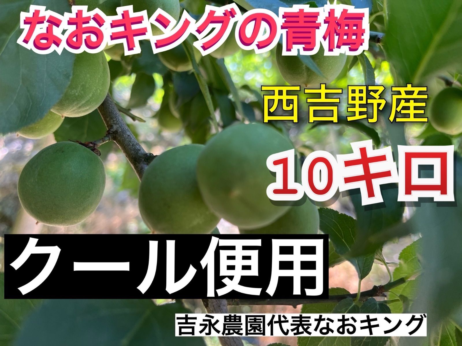 予約販売 クール便 青梅 10キロ 西吉野産 6月上旬発送 なおキング