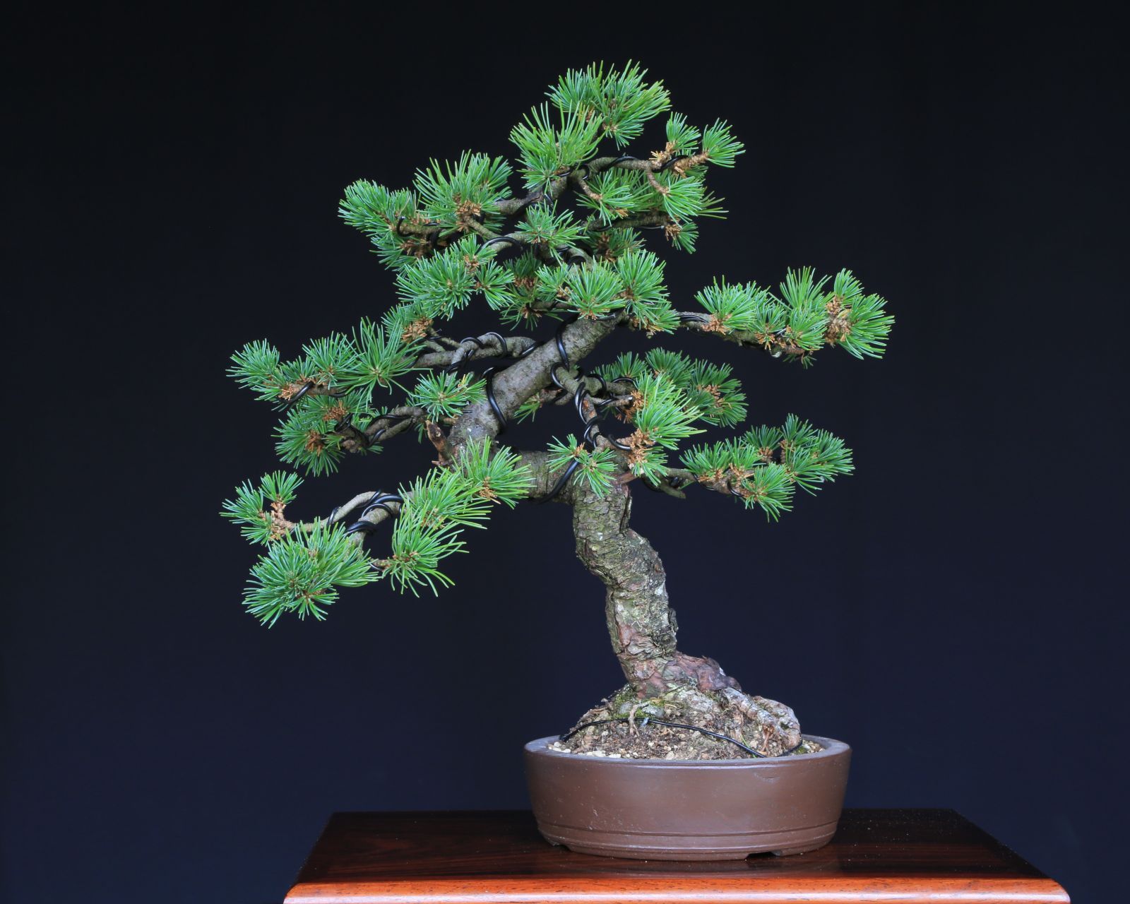吾妻五葉松 大巓性 ダイテンショウ 文人調 盆栽 樹齢約25年 泰寿園 Online 現品 一点物 松 盆栽 五葉松 松柏 初心者 室内 鑑賞 趣味 卓上盆栽 盆栽鉢 グリーン 和 ギフト プレゼント ミニ盆栽 誕生日 母の日 父の日 敬老の日 記念日 3