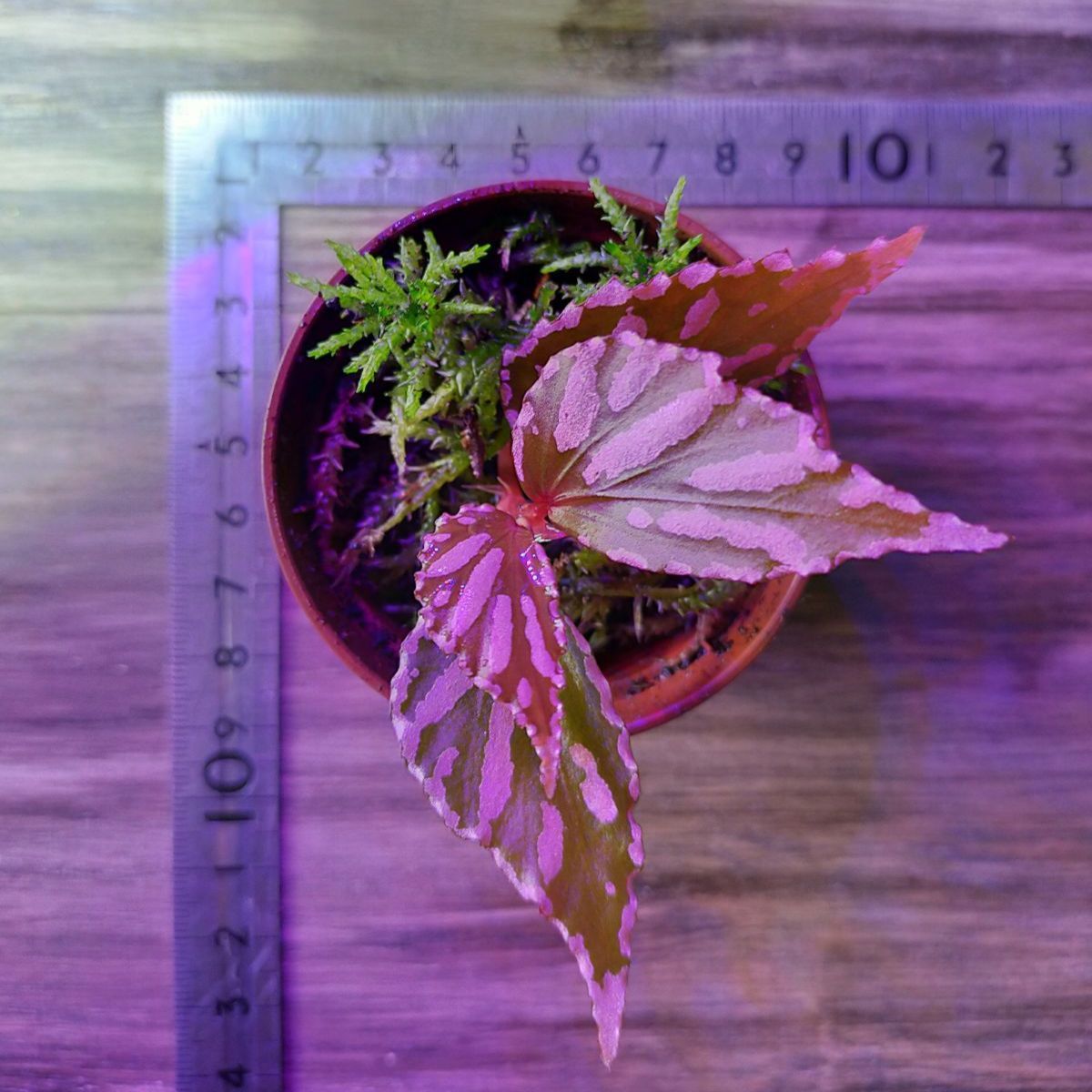 専用！Begonia sp. Julauベゴニア ジュラウ ぼっち❣️B