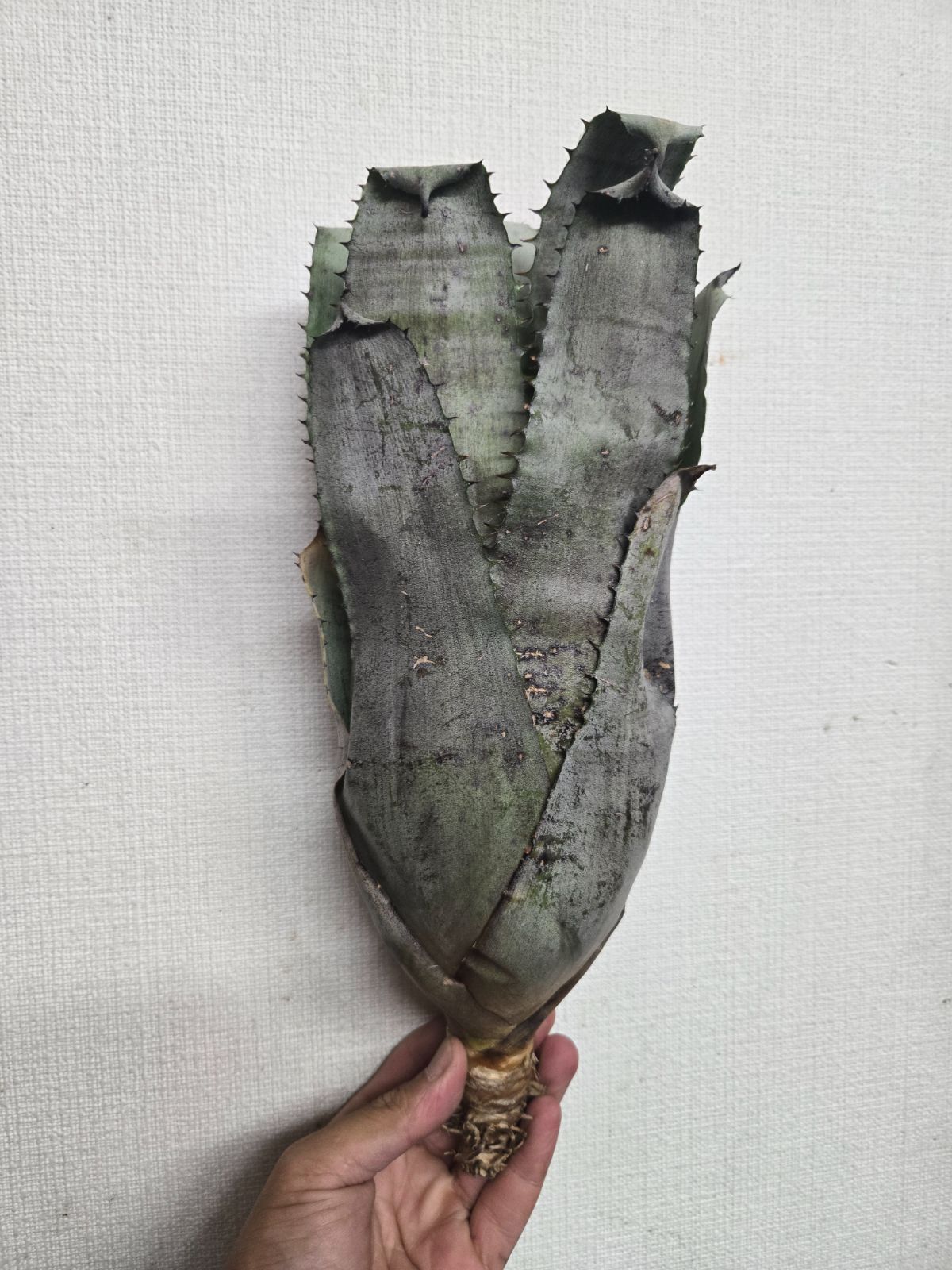 ホヘンベルギアLp✖️チャンティニー良株 現品】エクメア・チャンティニー × ホヘンベルギア・レオポルドホルス