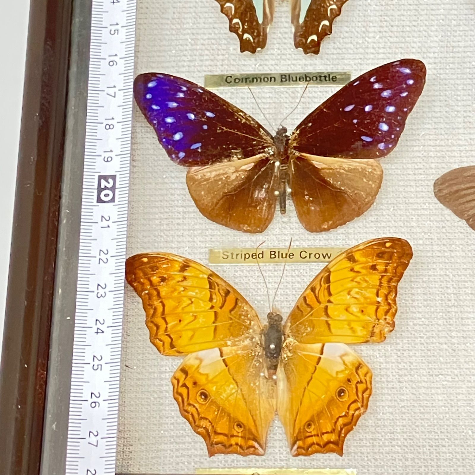 スソビキアゲハ アオタテハモドキ