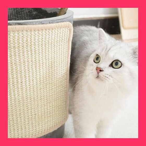 猫スクラッチャーマット 猫スクラッチパッド 研削爪子猫 小中大猫用 ブルー Amazon.co.jp: マジックオルガン 猫 爪とぎ 折りたたみ式 猫 研削 爪