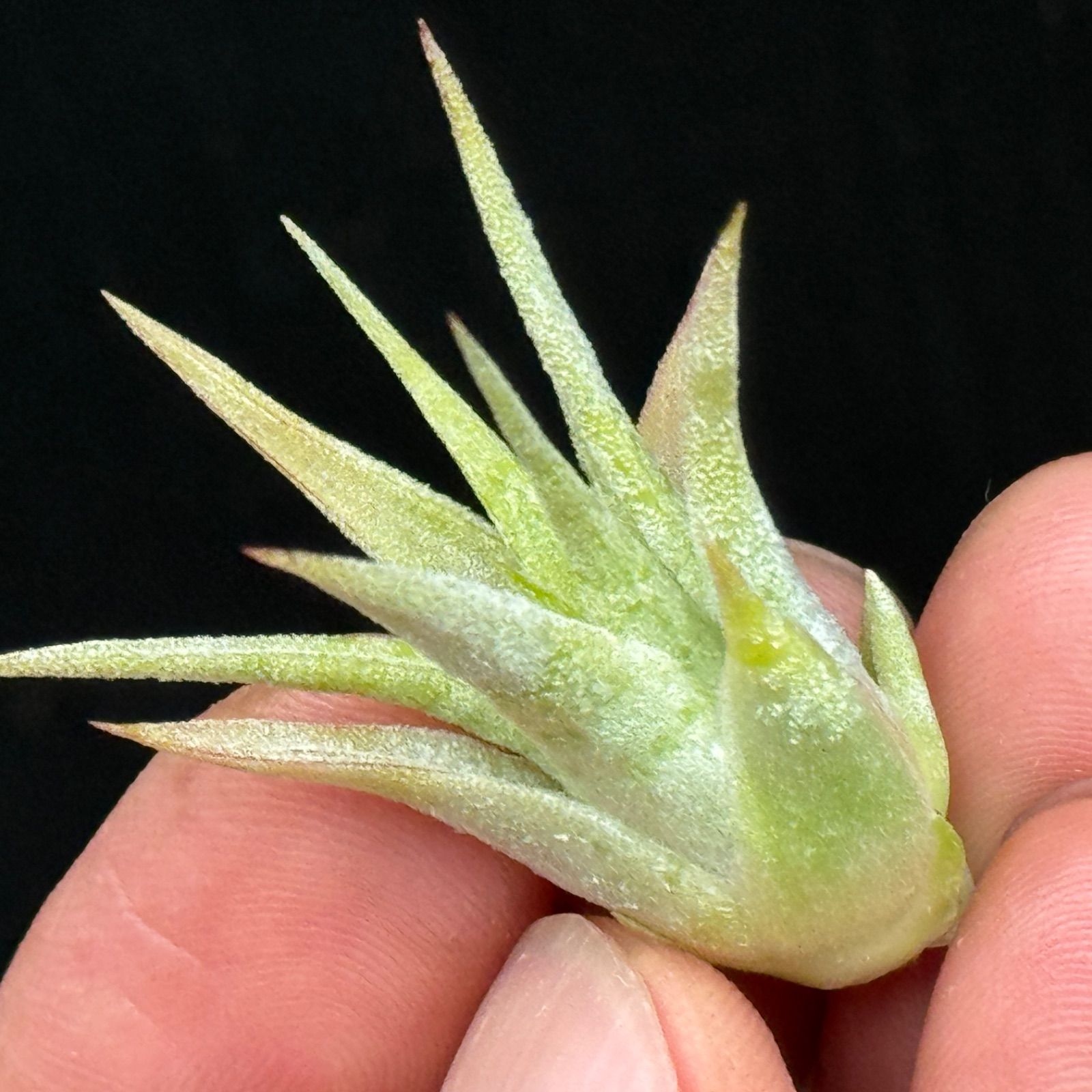 ミニ＊チランジア イオナンタ ヘッジホッグ T.I. Tillandsia ionantha Hedgehog T.I.＊エアプランツ＠フラワーショップ江口  - メルカリ