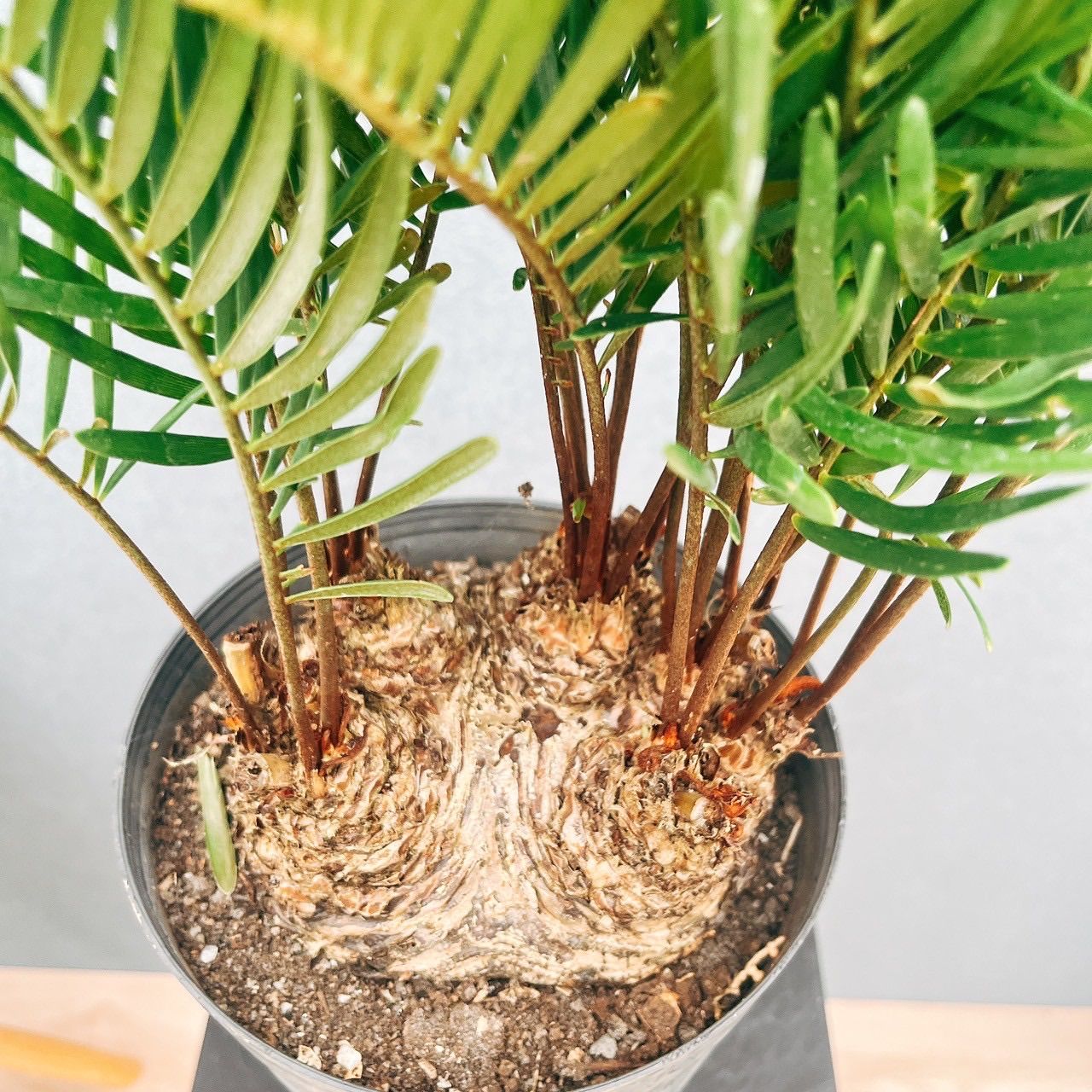 ⭐メキシコソテツ⭐(特大！重量級！) メキシコソテツ 大型