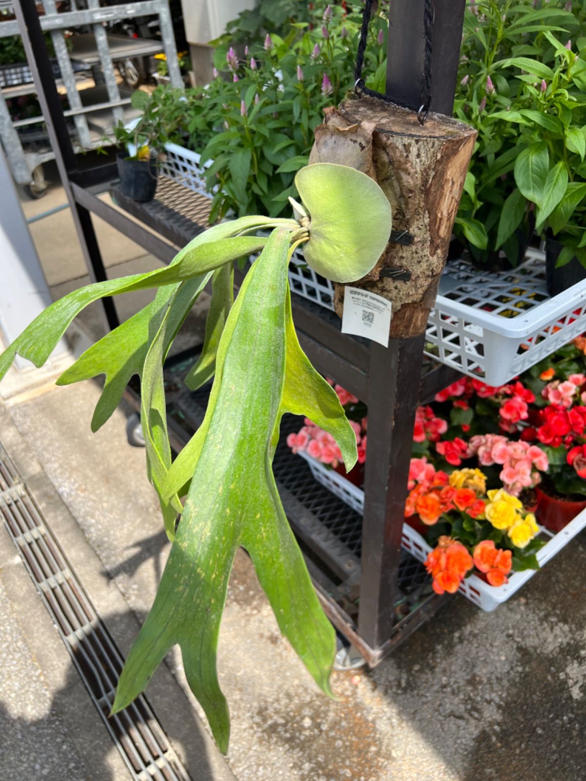 通販オンライン 月光爪哇 ビカクシダ コウモリラン 植物 植物/観葉植物