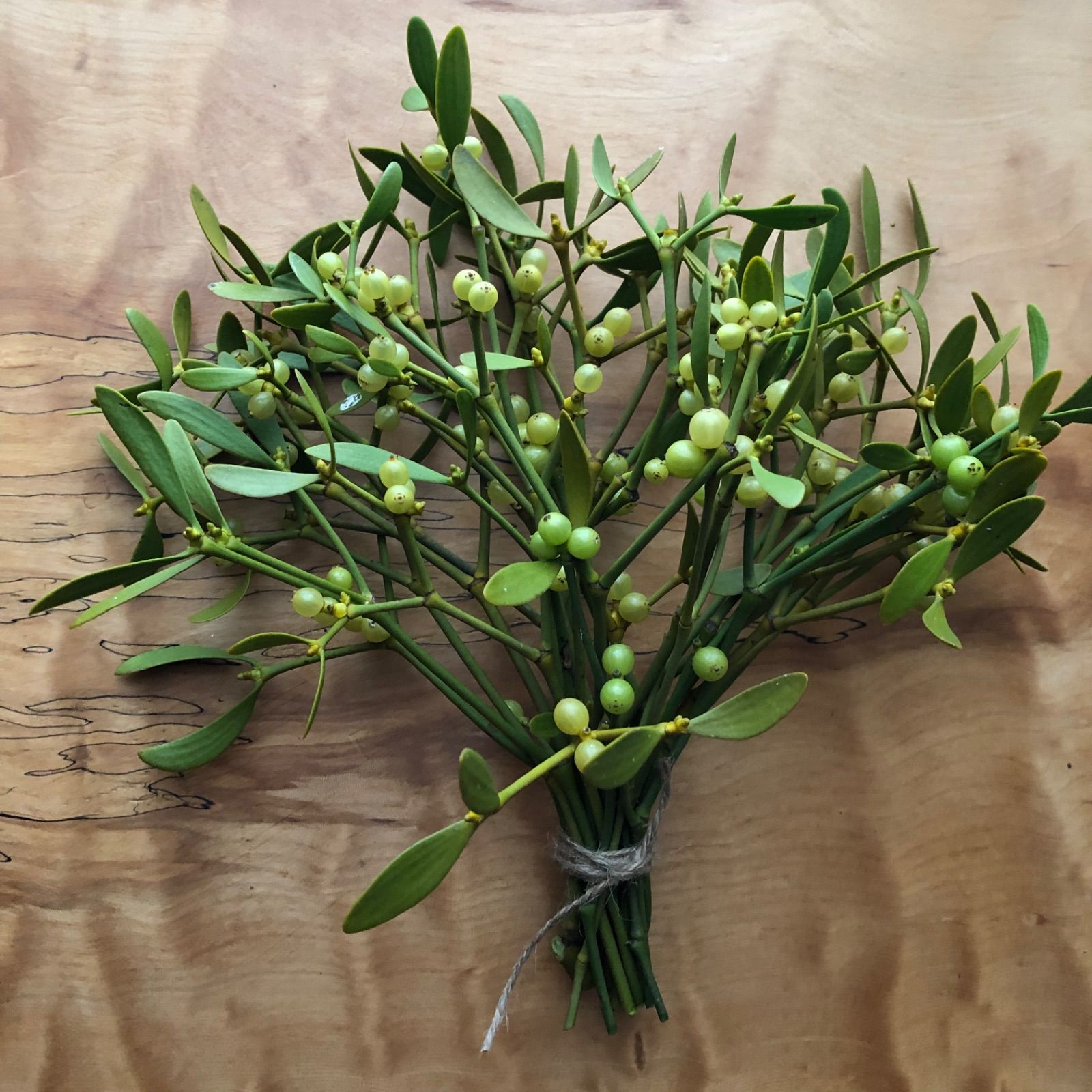 人気の福袋 割引 新品 未使用 ヤドリギ 植物 観葉植物 Www 10cosedafare It Www 10cosedafare It 人気の福袋 割引 新品 未使用 ヤドリギ 植物 観葉植物 Www 10cosedafare It Www 10cosedafare It