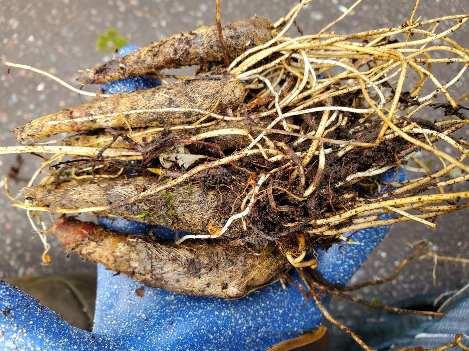 北海道産行者にんにく苗1000本 - メルカリ