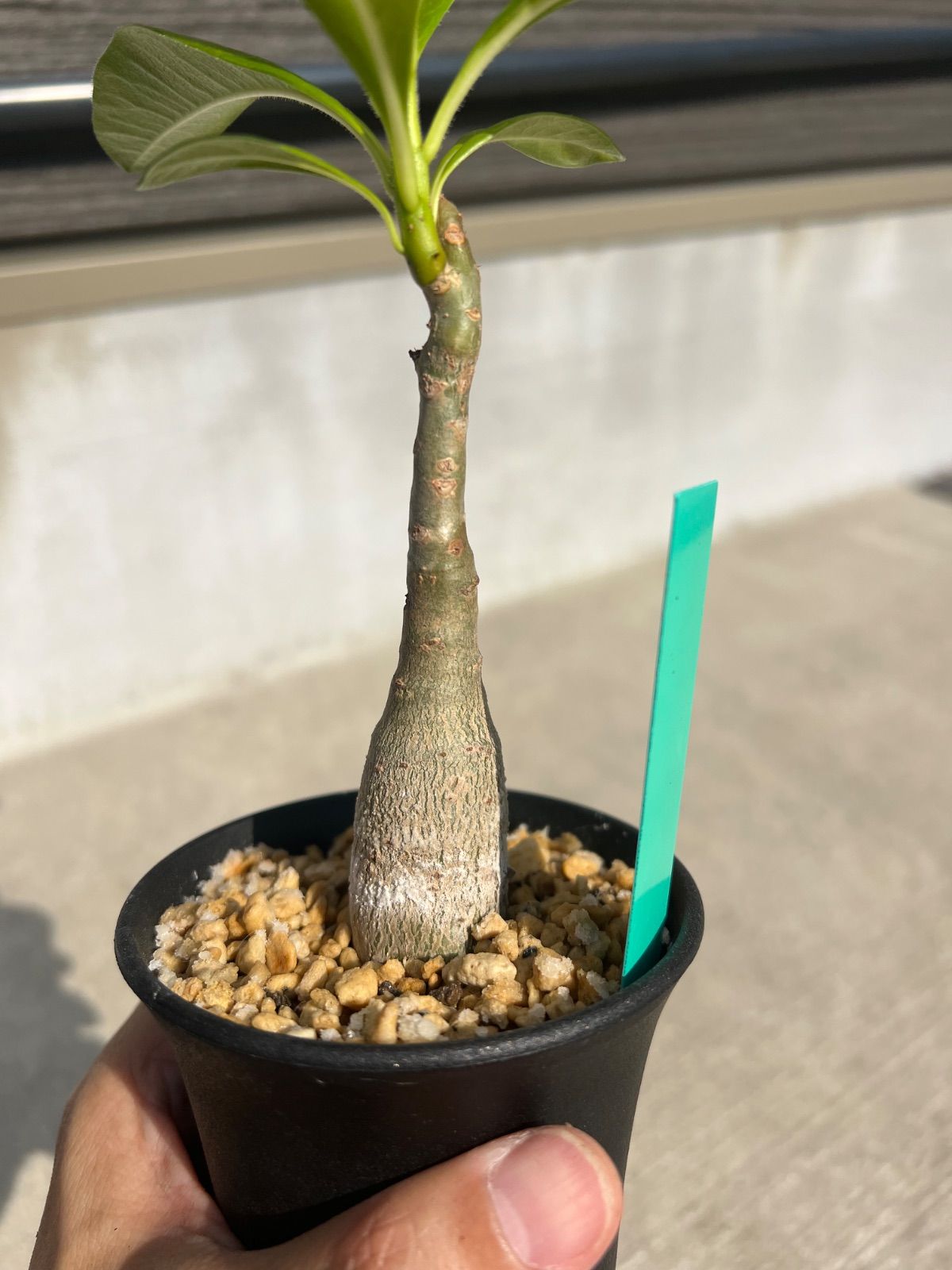 パキポディウム デカリー パキポディウム デカリー Pachypodium