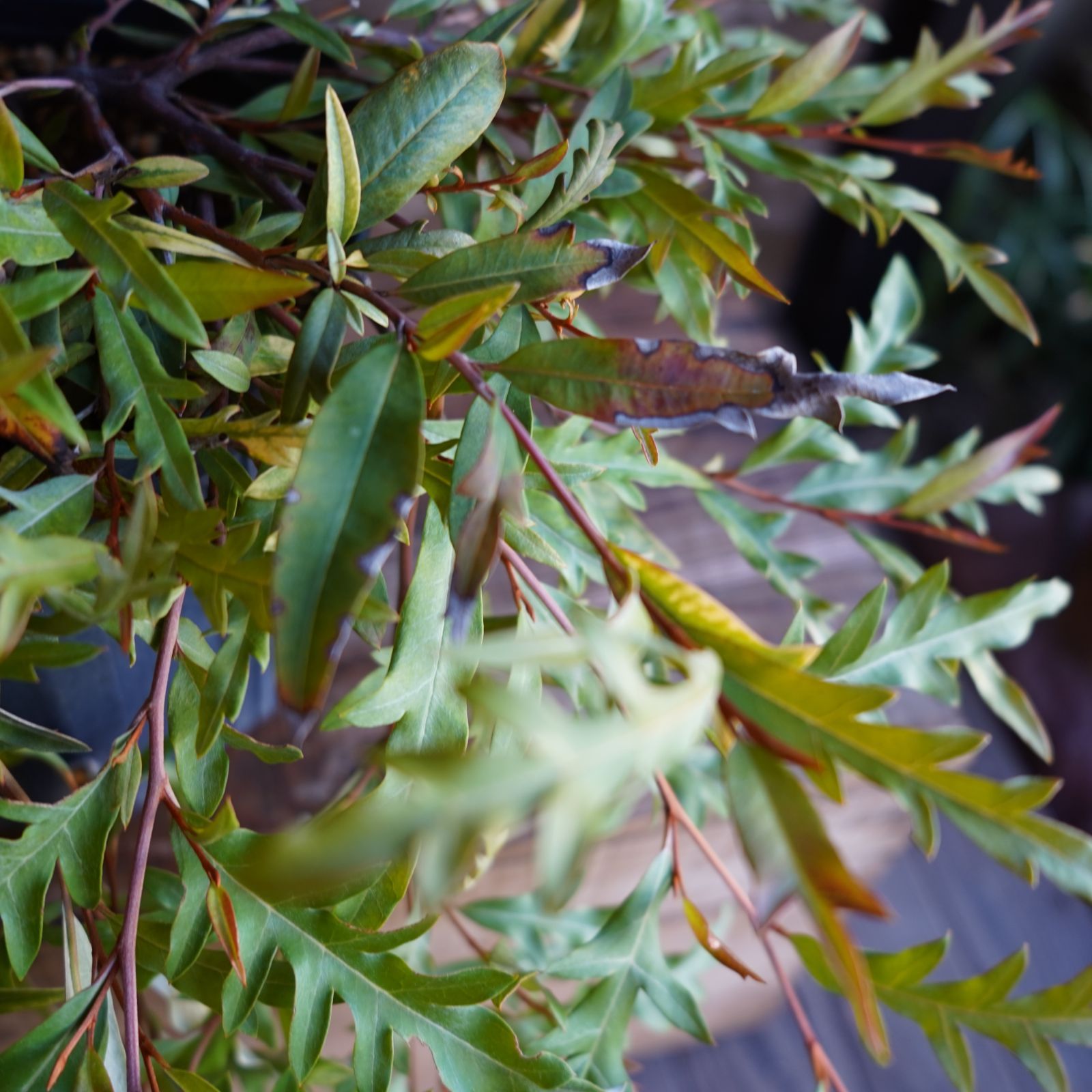 グレビレア ”プーリンダロイヤルマントル” オージープランツ 現物発送