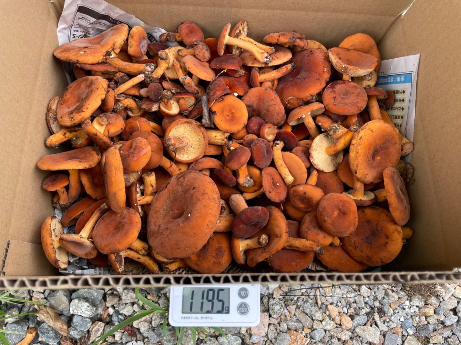 【 天然チチタケ幼菌多め！ 】約 1.2kg ? ?クールメルカリ便送料込