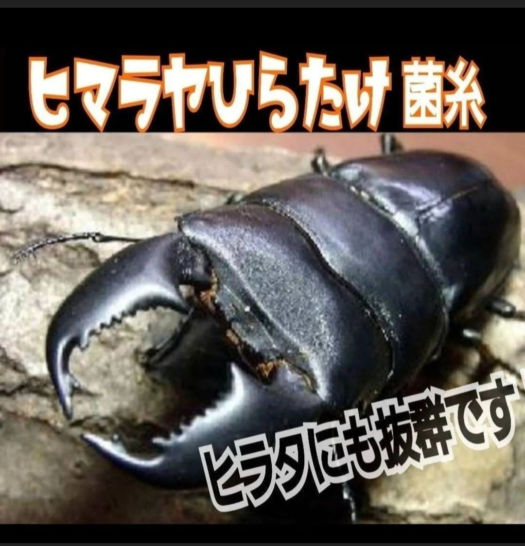 極上！ヒマラヤひらたけ菌糸瓶 特大1500ml 【5本セット】トレハロース