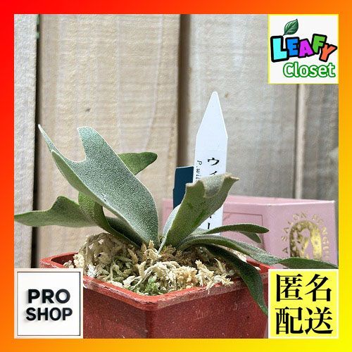 観葉植物 プラティセリウム ウィリンキー ジェイドガール スポア 3号カラフル鉢 個体おまかせ1鉢 インテリアグリーン 室内園芸 おしゃれ かわいい 506215