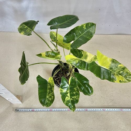 現品　フィロデンドロン　バールマルクス　斑入り　67番　観葉植物　インテリア 観葉植物 フィロデンドロン バールマルクス 斑入り 5号ポット(現品