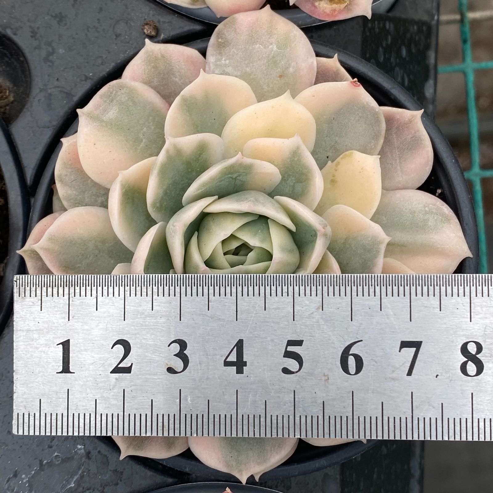 A*n様 S406　タロック　抜き苗　77株　多肉植物 エケベリア 韓国苗 サボ A*n様 S406 タロック 抜き苗 77株 多肉植物 エケベリア 韓国苗 サボ
