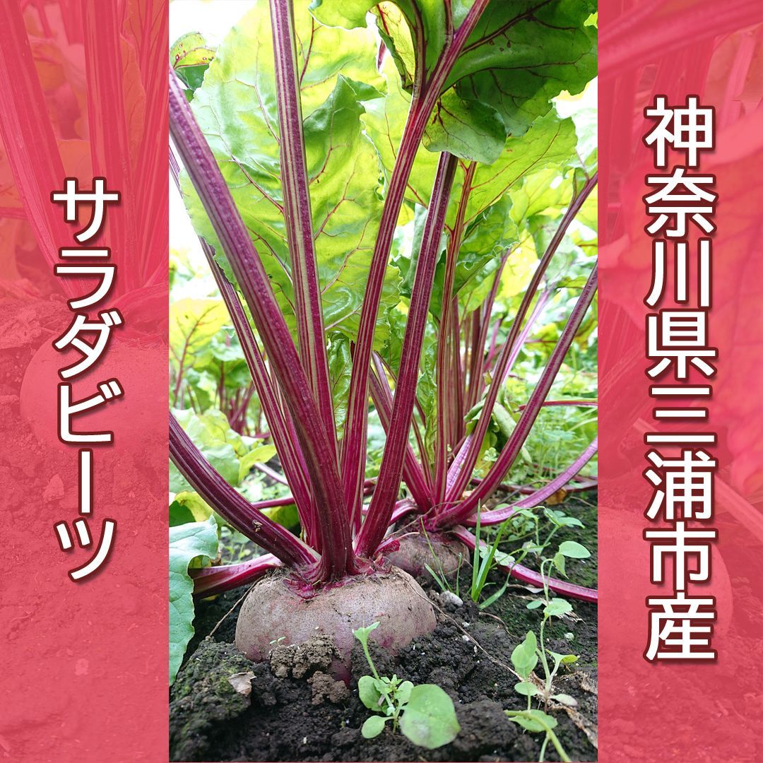 サラダビーツ 10kg