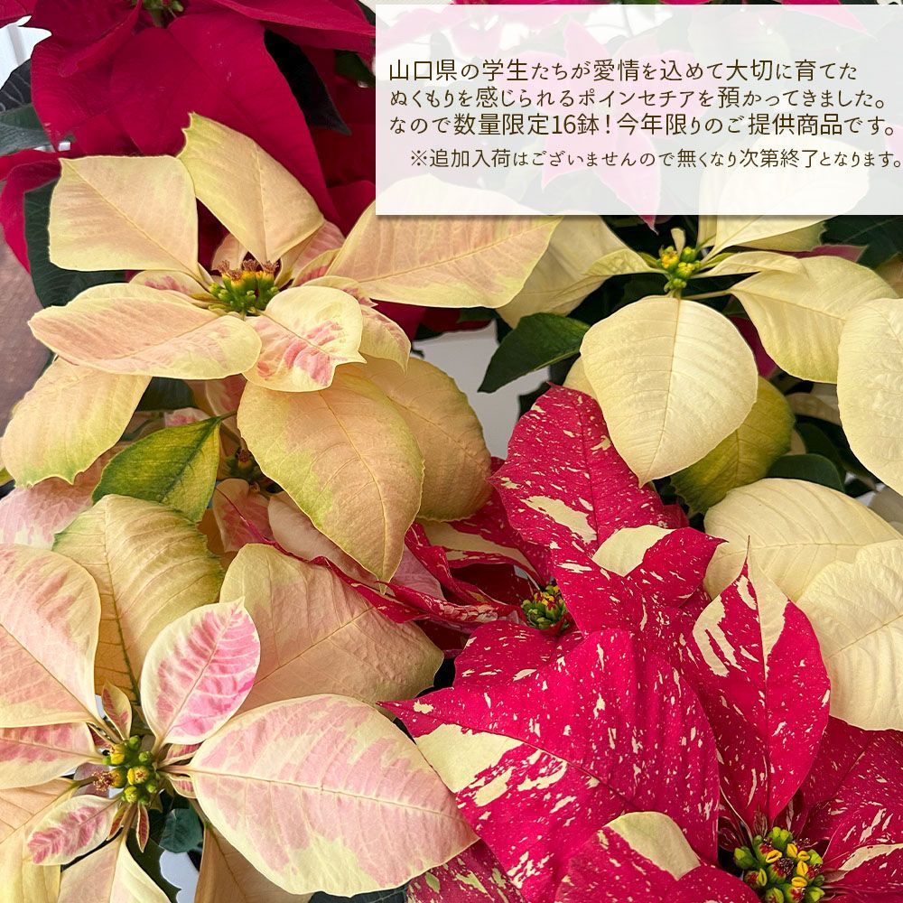 観葉植物 ポインセチア 5号 選べる種類 プラスチック鉢 黒皿付